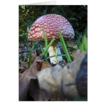 Fly agaric. card