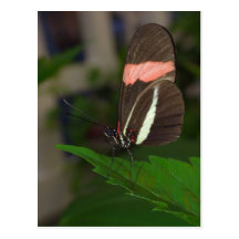 Fly away post card
