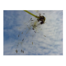 Fly Baby Post Cards