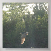 Flying Black-Crowned Night-Heron Poster