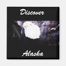 Flying Eagle Fridge Magnets