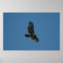 Flying Free Print