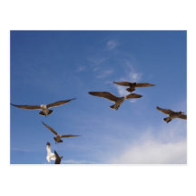 Flying High Post Card