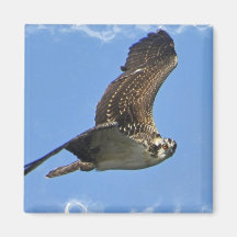 Flying Osprey Magnet