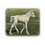 Foal 9P030D-190 Postcards