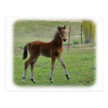 Foal 9P030D-197 Post Cards