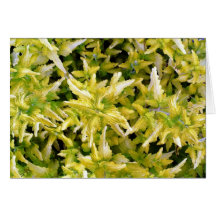 focus greeting cards