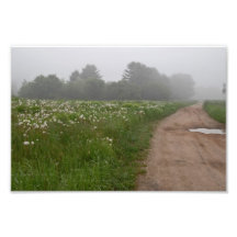 Foggy Field Photo