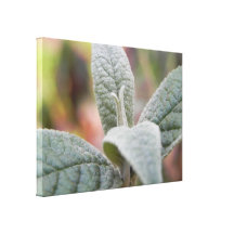 Foliage - Butterfly Bush Canvas Print