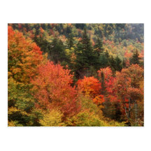 Foliage in the White Mountains Postcard