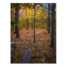 Forest Foliage Vermont Post Cards