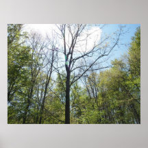 Forest Poster