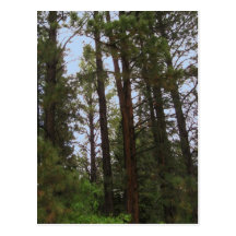 Forest Scene Postcards
