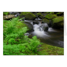 Forest Stream and Ferns, Rutland Brook, Petersham Cards