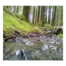 Forest & Water Art Photo