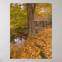 Forever   Tree Poster
