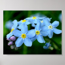 Forget-me-not poster