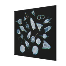 Fossil Radiolarian Skeletons Gallery Wrapped Canvas
