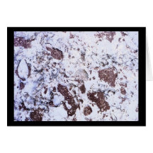 Fossil Rock Greeting Cards