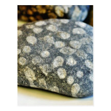 Fossils Rocks Coral Post Cards