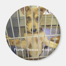 Foster - Rescue - Adopt Magnet