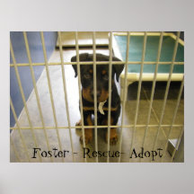 Foster - Rescue - Adopt Poster1