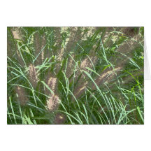 fountain grass cards