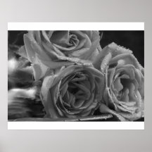 Fountain of Roses Posters