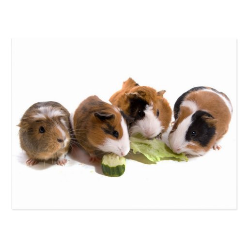 four guinea pigs who eat, carte postale