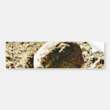 Fowl Of Some Kind Bumper Stickers