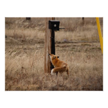 Fox Loves Utility Pole Photo Print