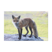 Fox on the rocks gallery wrap canvas