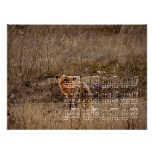 Fox Sniffing the Crocuses; 2013 Calendar Photo Print