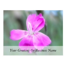 Fragrant Garden Pinks Postcards