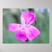 Fragrant Garden Pinks Posters