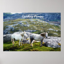 Framed Print - Eriskay Ponies