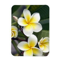 Frangipani flower Cook Islands Flexible Magnet