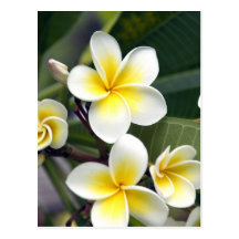 Frangipani flower Cook Islands Postcards