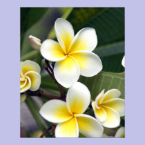 Frangipani flower Cook Islands posters