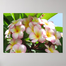 Frangipani Posters