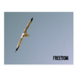 Free as a Bird Post Card