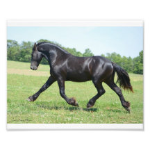Freedom Friesian Stallion Photo