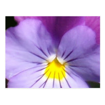 French Blue Purple Pansy Post Cards
