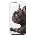 French Bulldog iPhone 5 Case