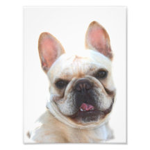 French bulldog photo