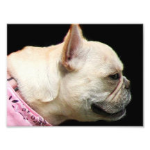 French Bulldog Photo Print