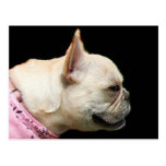 French Bulldog postcard