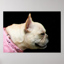 French Bulldog poster