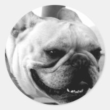 French Bulldog Round Stickers