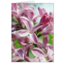 Fresh Spring Lilacs Greeting Cards